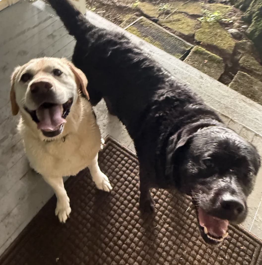 Ethan's two dogs